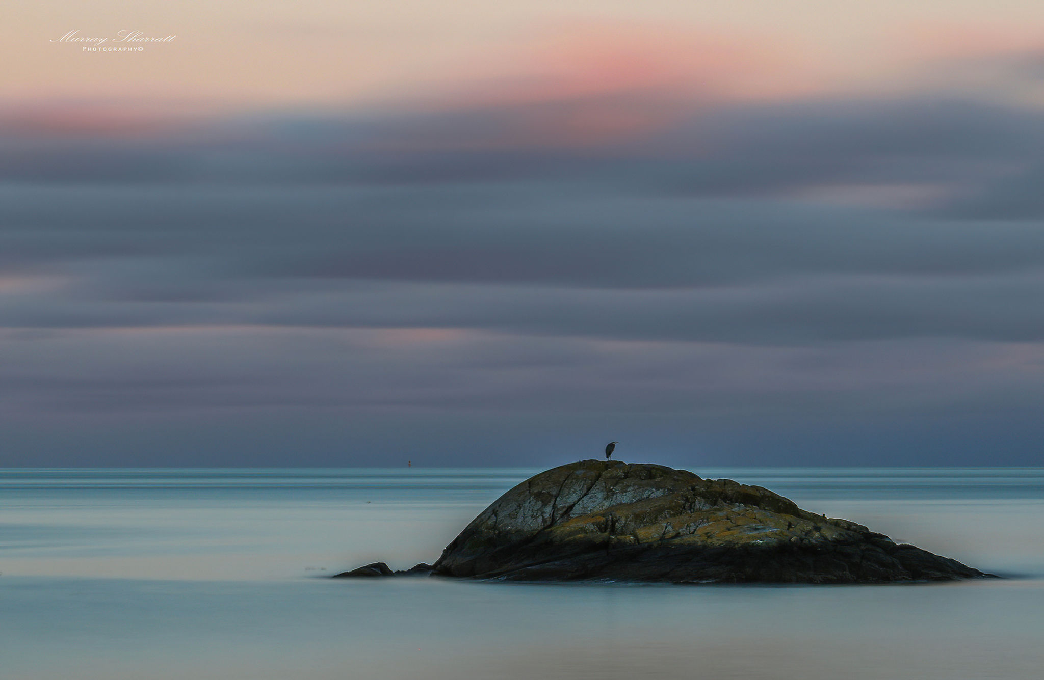 Heron in the stillness, Albert Head, Metchosin