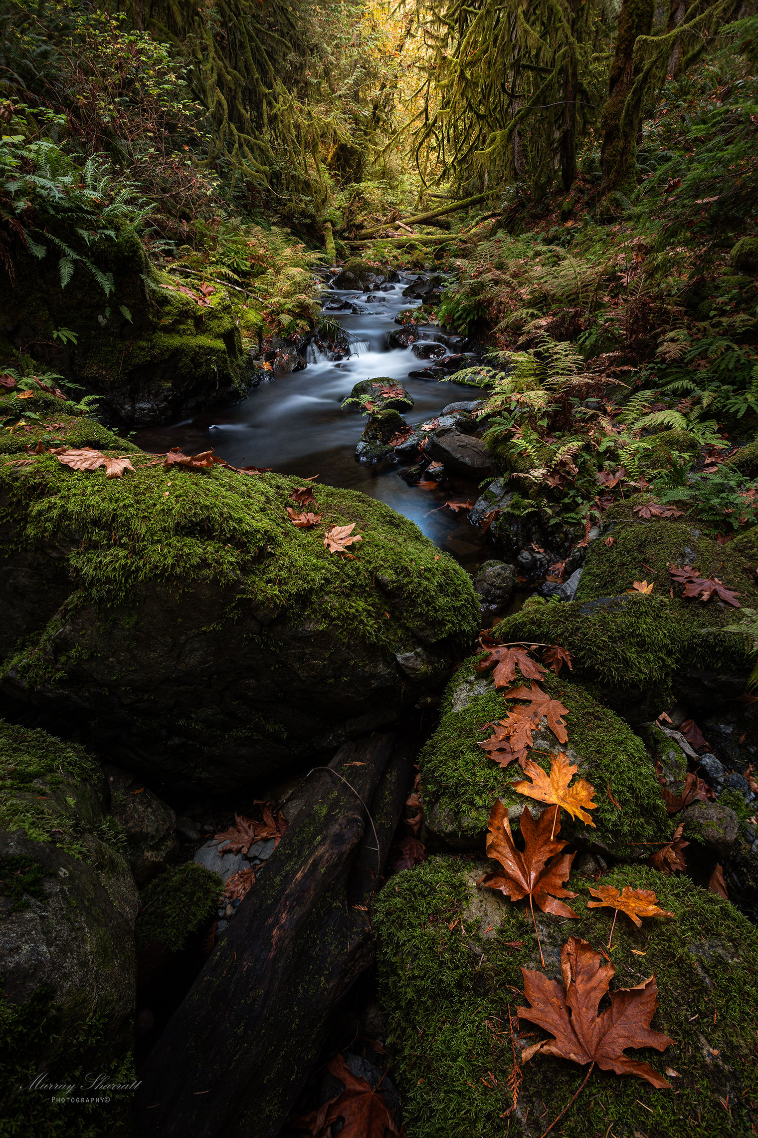 Forest textures and filtered light