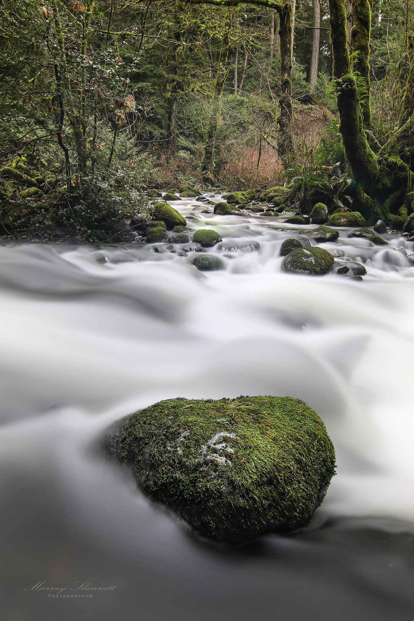 Green gem, Goldstream Park, Langford