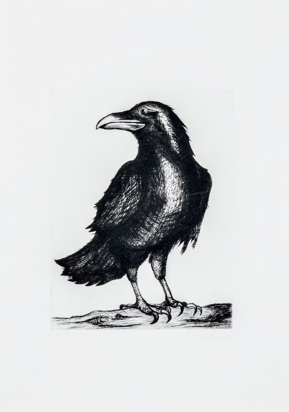 Raven - Drypoint