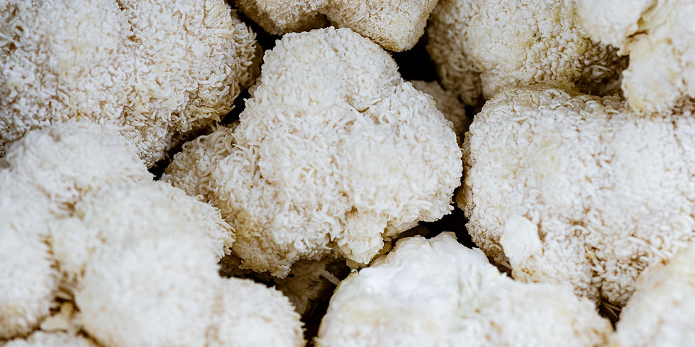 lion's mane mushrooms