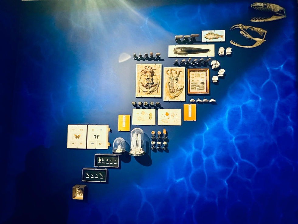 GöttwAIg - EXKURS: Wunderkammer George Loudon Collection VENEDIG