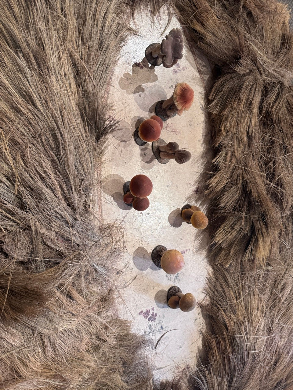 GöttwAIg - EXKURS: Wunderkammer George Loudon Collection VENEDIG