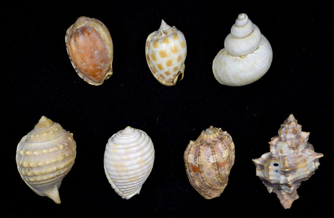 Wunderkammer - Naturaliensammlung