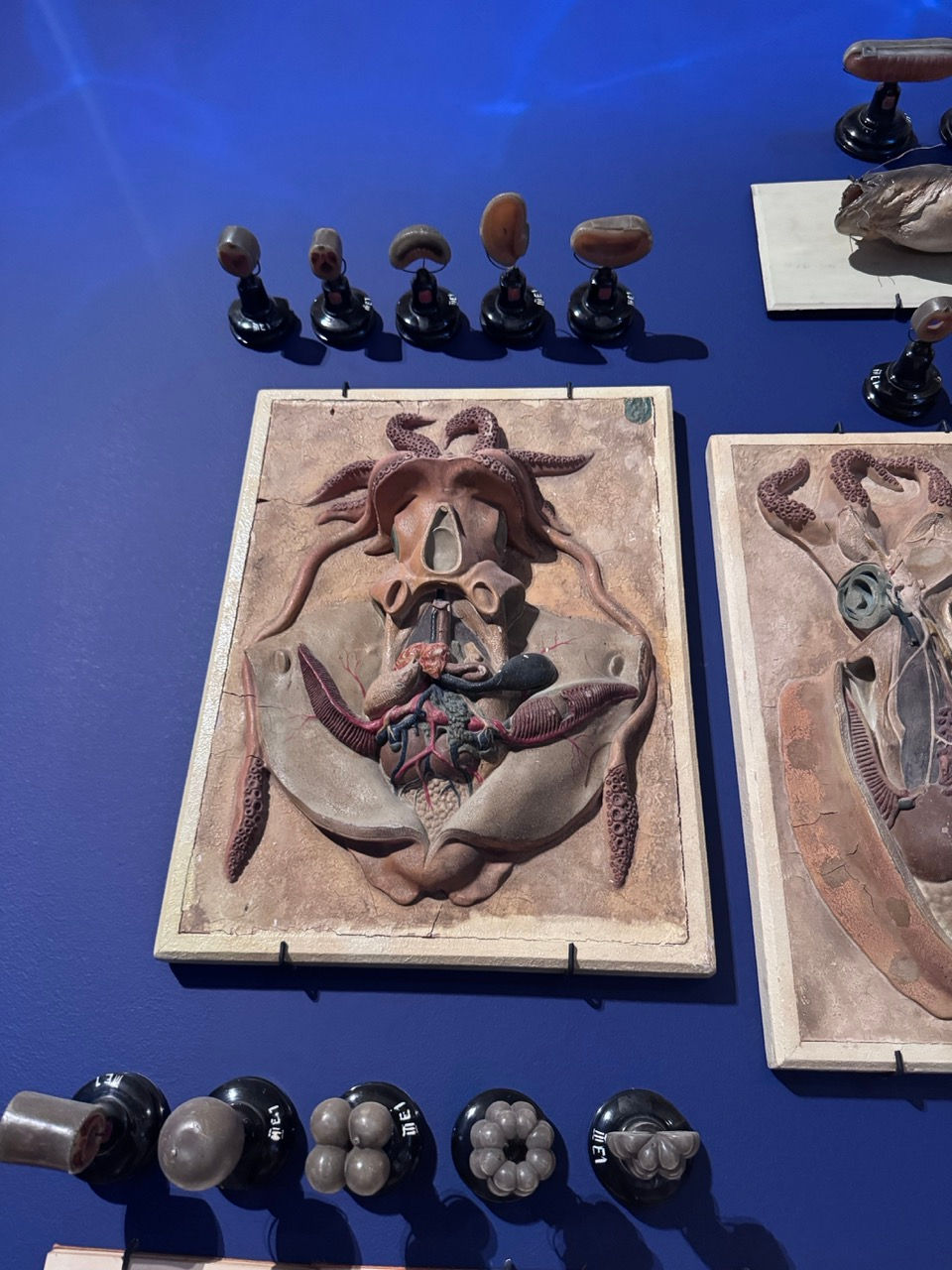 GöttwAIg - EXKURS: Wunderkammer George Loudon Collection VENEDIG