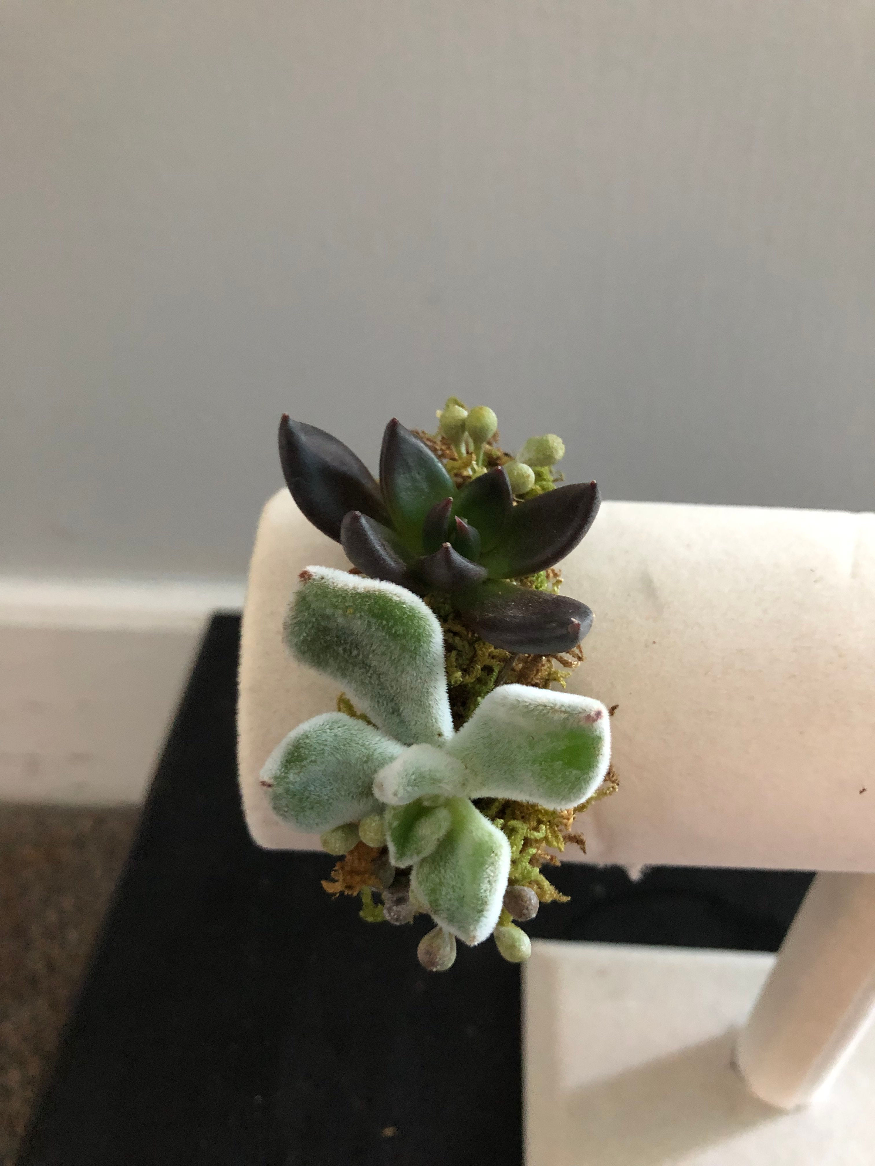 Frosted Garden Succulent Bracelet