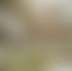 Passeggiate a Cavallo