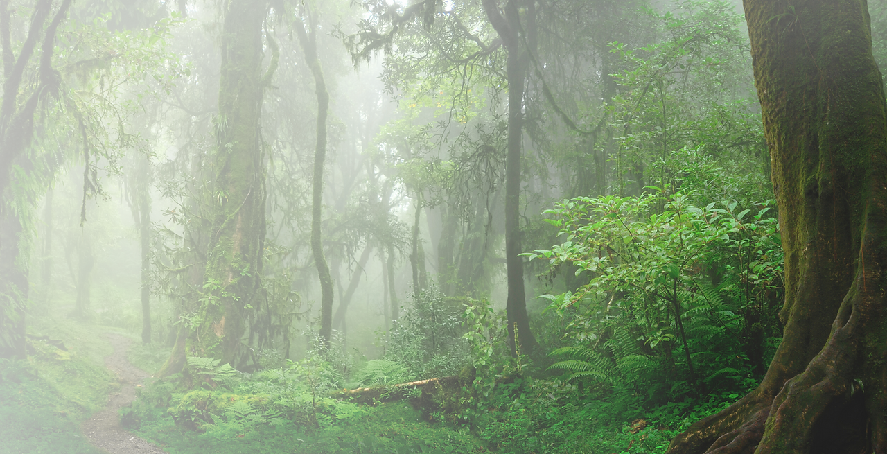 Hero Img Jungle.png