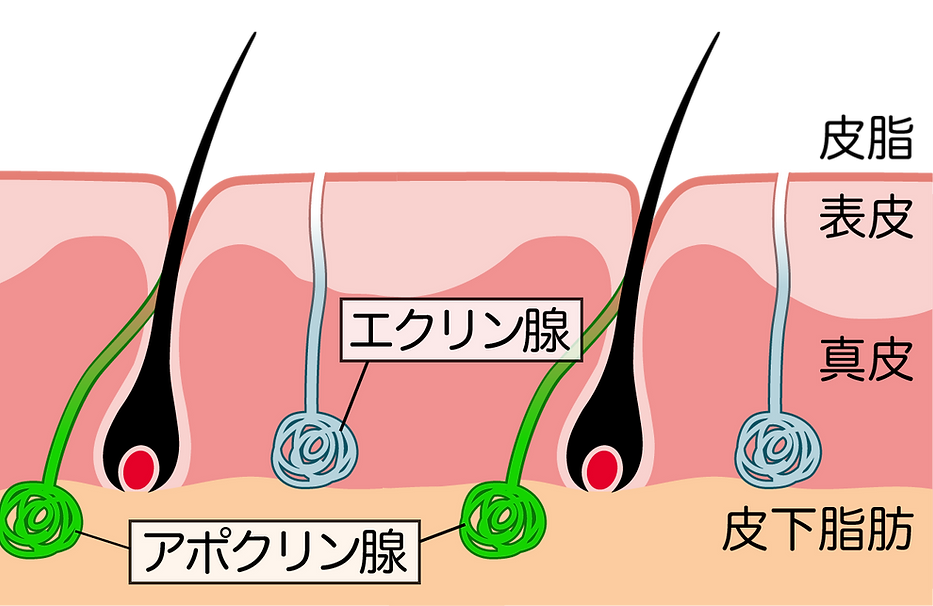 アポクリン線・エクリン腺