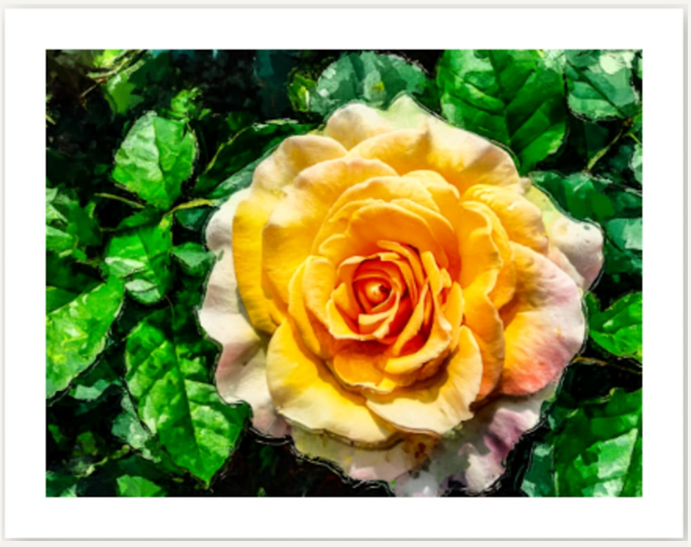 6 - J. Rose Scrolls - Julie Jamison - July24 - NZ879931