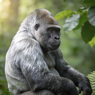 Beispielbild Omega-Dimension: Gorilla - Silberrücken