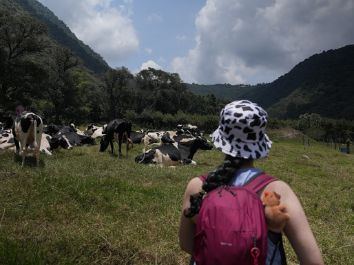 Las vacas de Finca Carmona