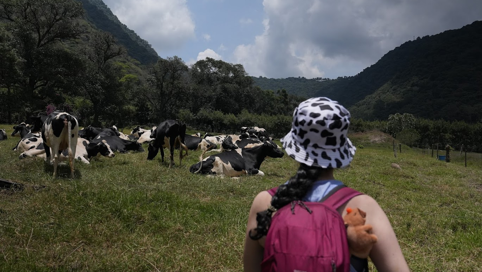 Las vacas de Finca Carmona