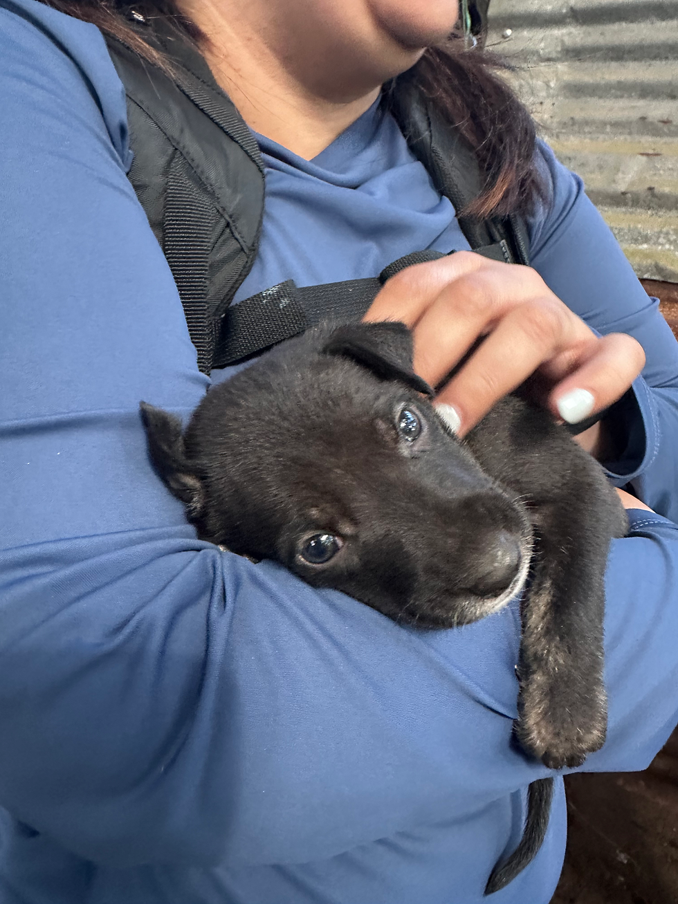 Cachorritos 21 Junio 2026