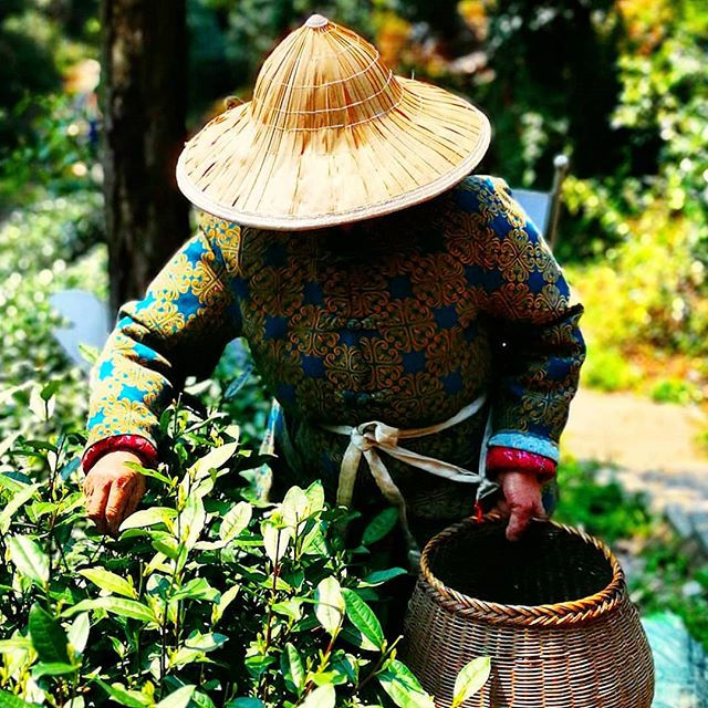 Longjing, Hangzhou