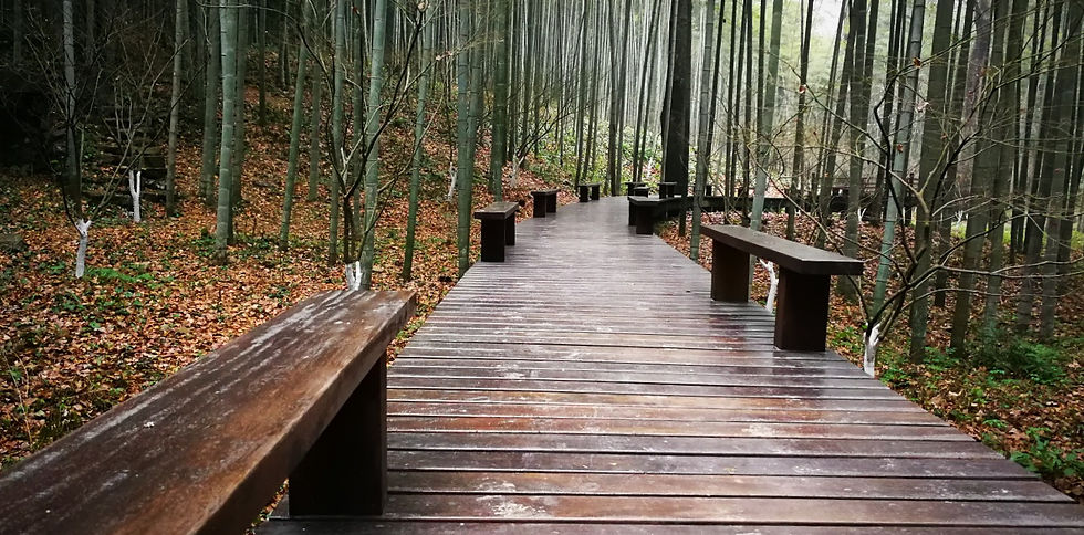 Wooden path at Yunqi