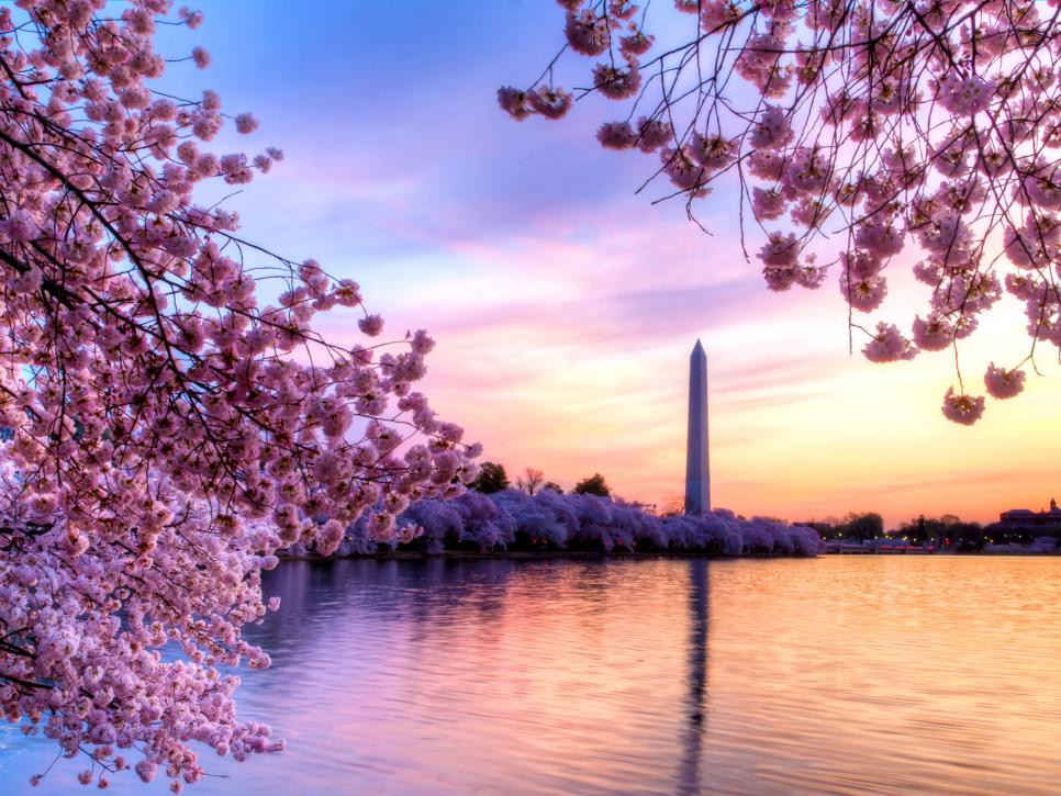 Cherry Blossom