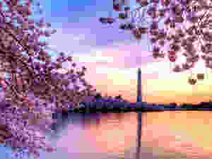 Cherry Blossom