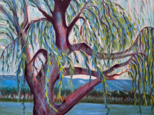 Weeping Willow X at Giverny