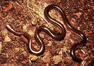 BlindSnakenigrescens.jpg