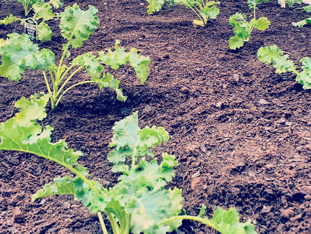 Growing Gardens in Warrior