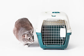 AdobeStock_259784153_katze_beäugt_box_un