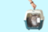 boxentraining katze
