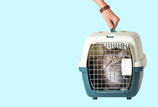 boxentraining katze
