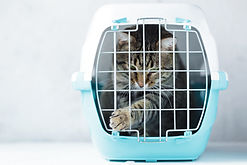 AdobeStock_242510919_katze_pfotelt_aus_b