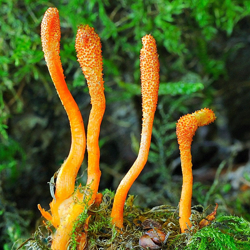 Thumbnail: cordyceps elixir