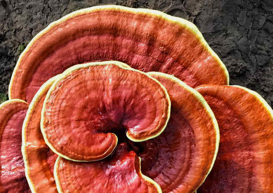 Thumbnail: reishi elixir