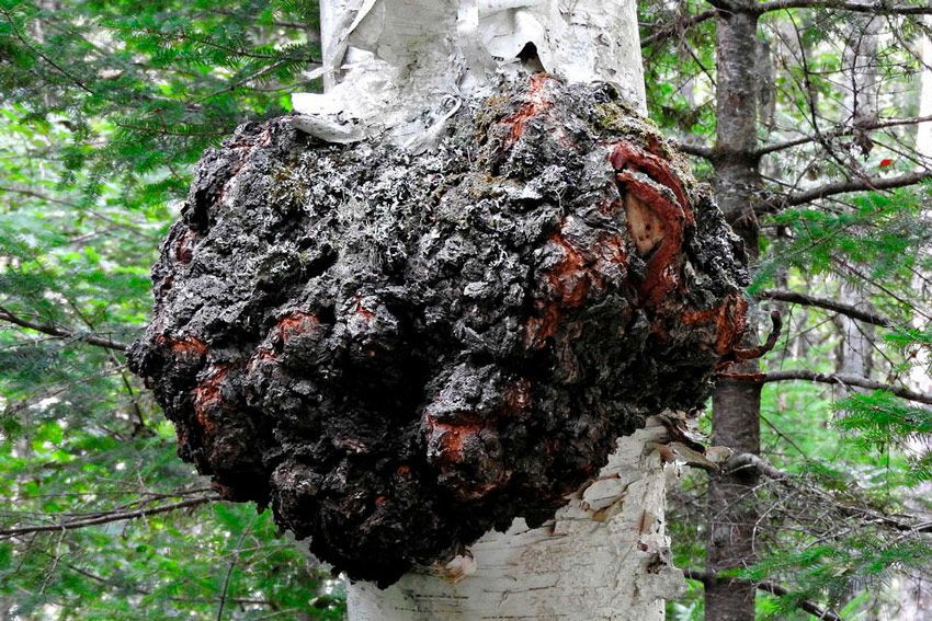 Thumbnail: Siberian chaga elixir