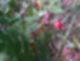 Rose Hips.