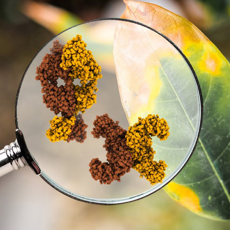 Describen a nivel atómico cómo la luz "enciende" la virulencia de una bacteria fitopatógena agraria