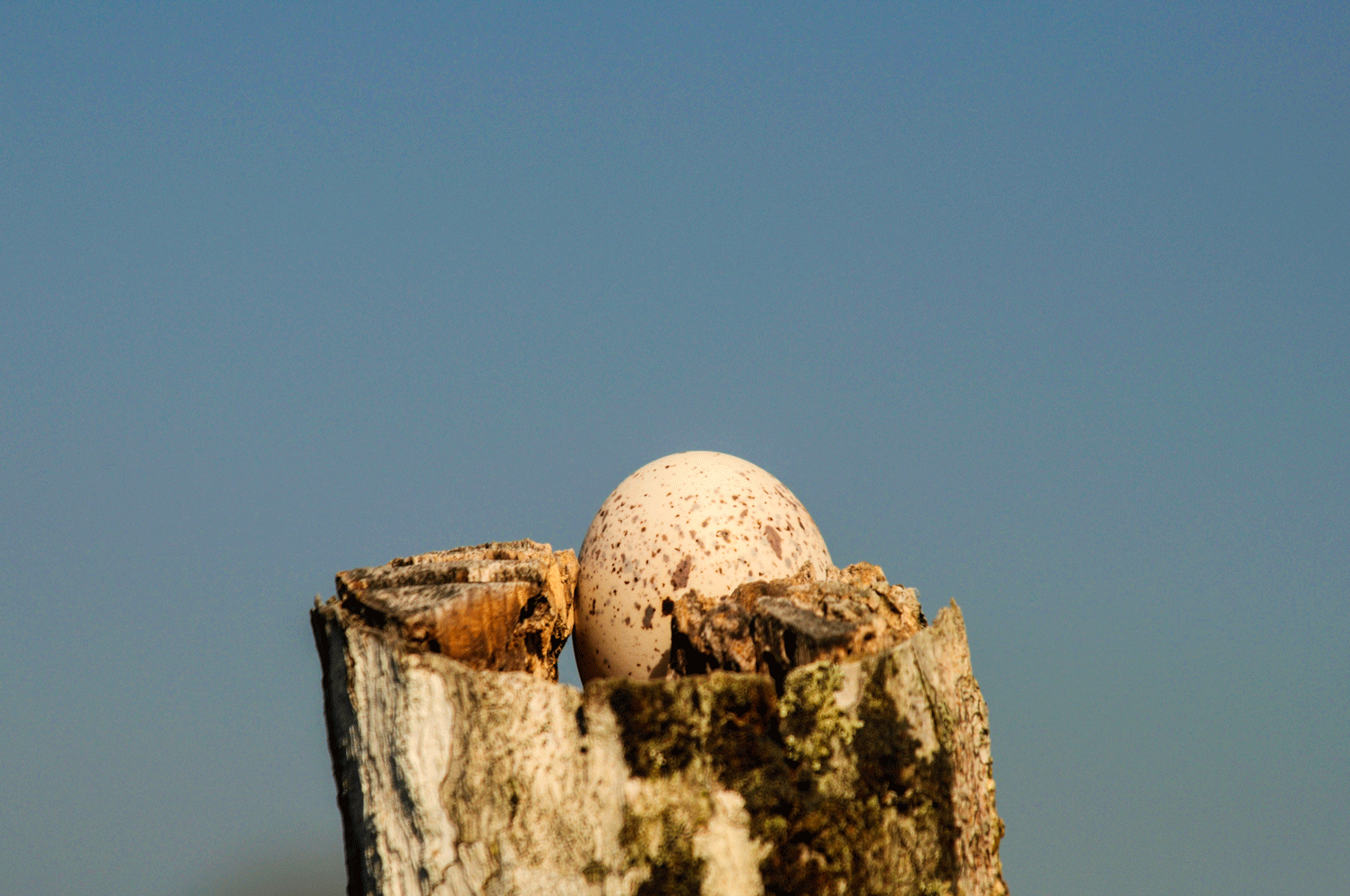 DSC_0171_1.gif