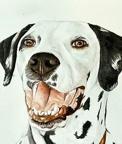 custom dalmatian watercolor portrait