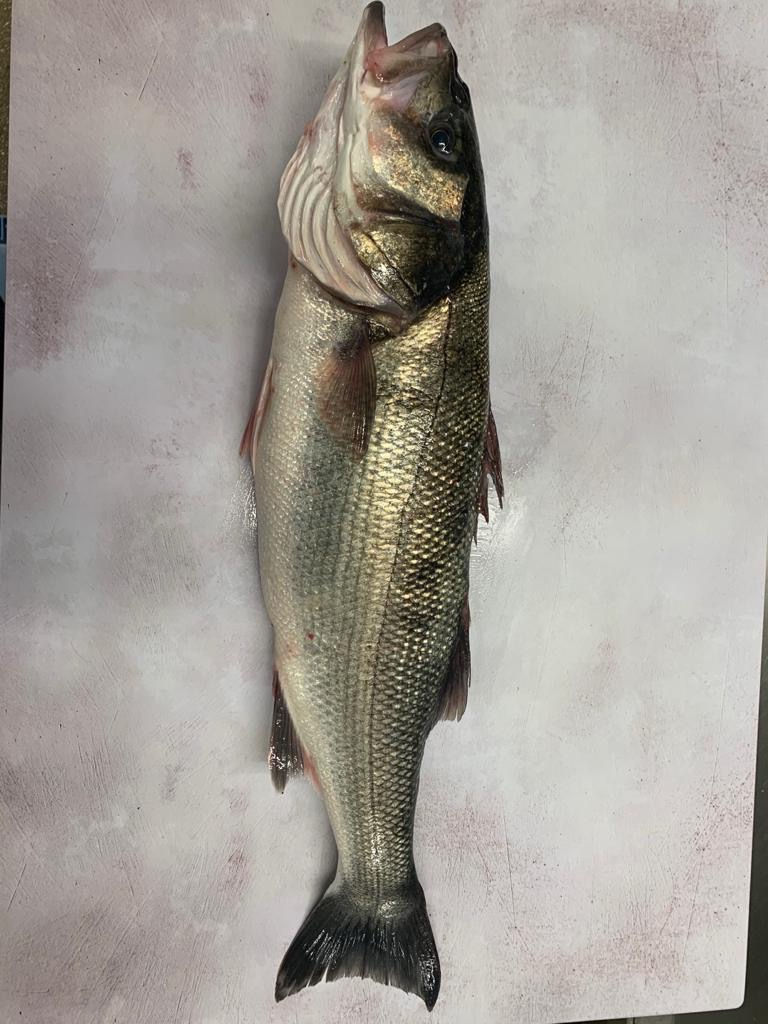 Sea Bass Wild Whole - Fresh