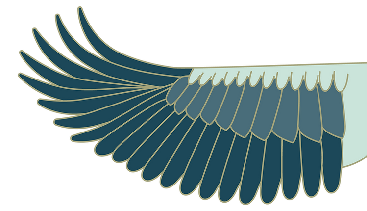 Wing of a bird with teal colors