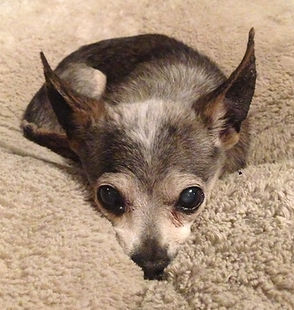 Patty Mae - Divot crop.jpeg