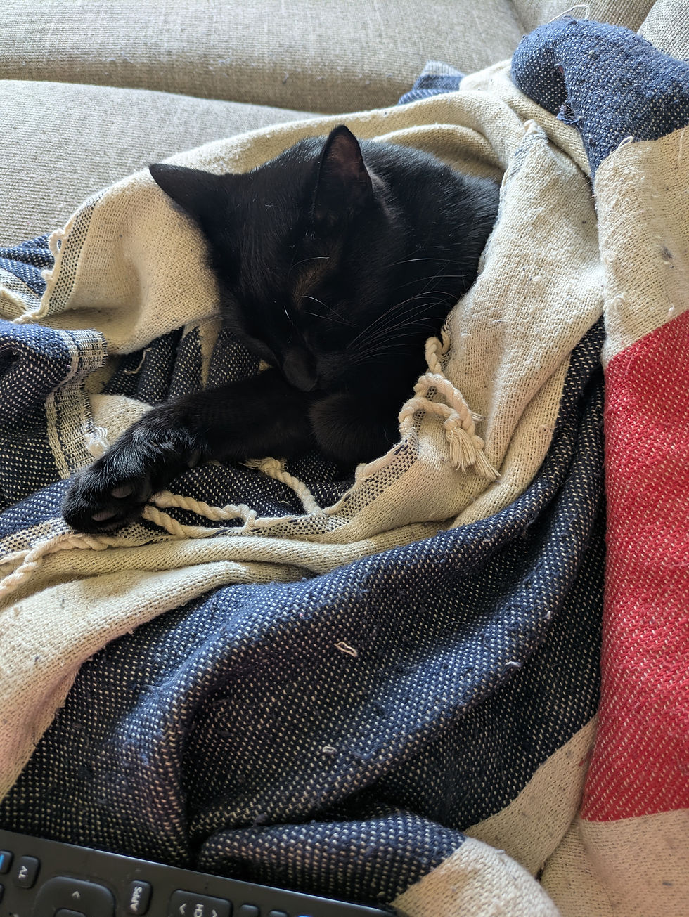 Bobbie, nestled in her favourite throw