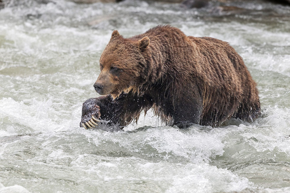 The Boss bear#3200.jpg