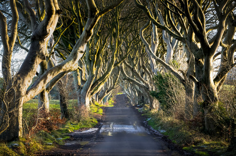 The Dark Hedges