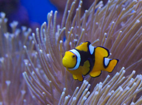 Não existe mais ‘peixe pequeno’ para a Receita