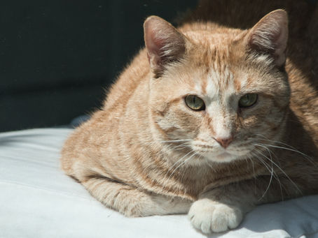 כוח הידיעה - Claircognizance