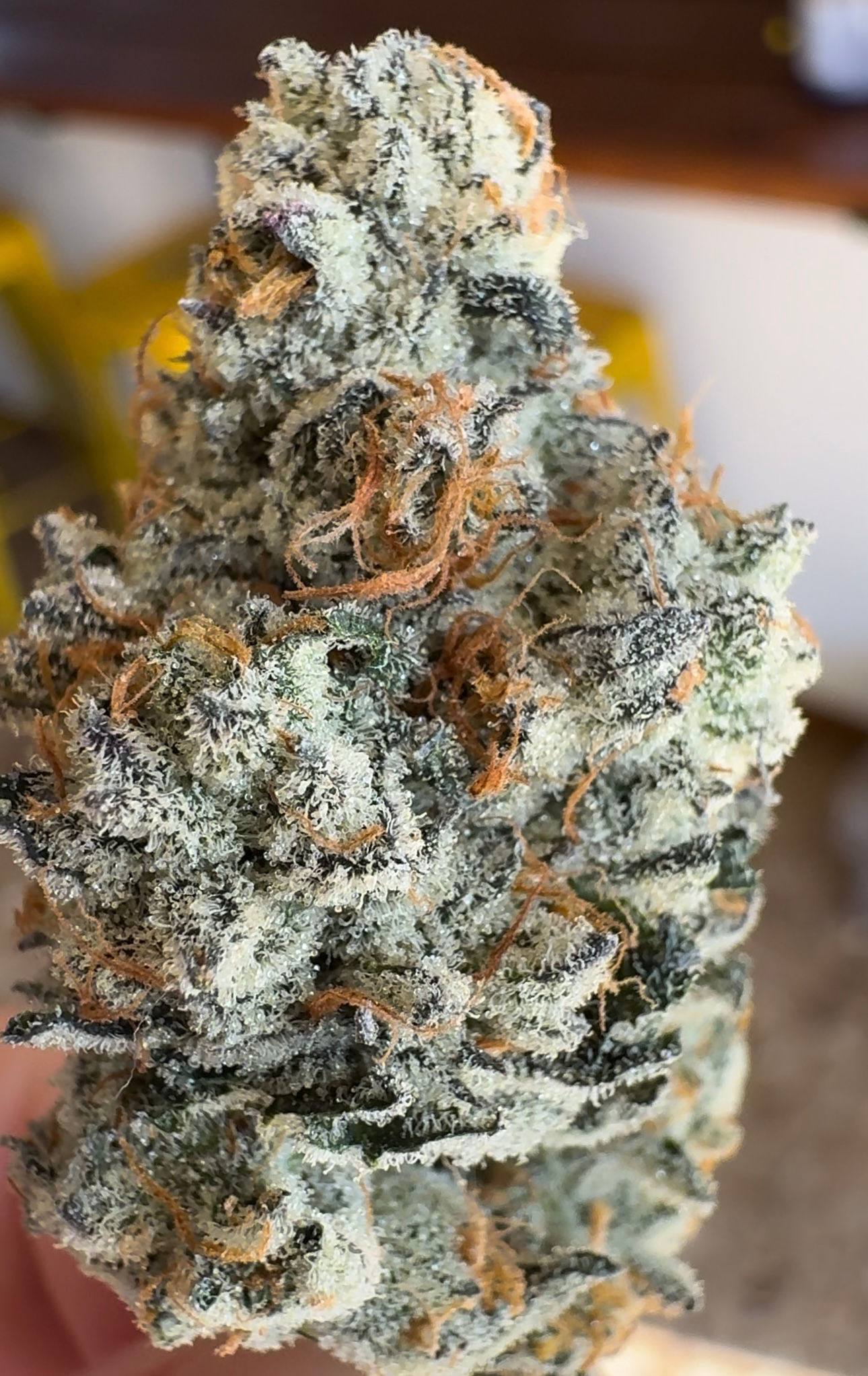 DJ Icey - New Strong Strain!!