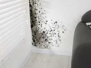 mold removal singapore | The Mold Fix