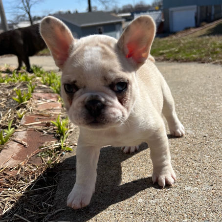 Welcome to Wiseman Frenchies' Blog 