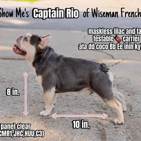The Role of Stud Services in Breeding French Bulldogs