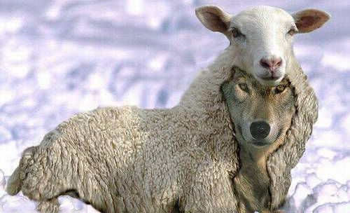Loup déguisé en mouton