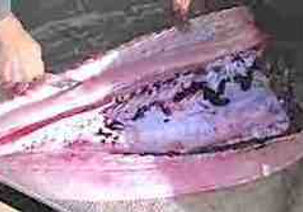 THE WAY WE LIVED. 18. Snoek Town calling.  [9min read] [Part two] 